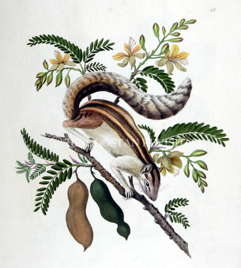 /data/Original Prints/Natural History/INDIAN SQUIRREL AND TAMARIND.jpg